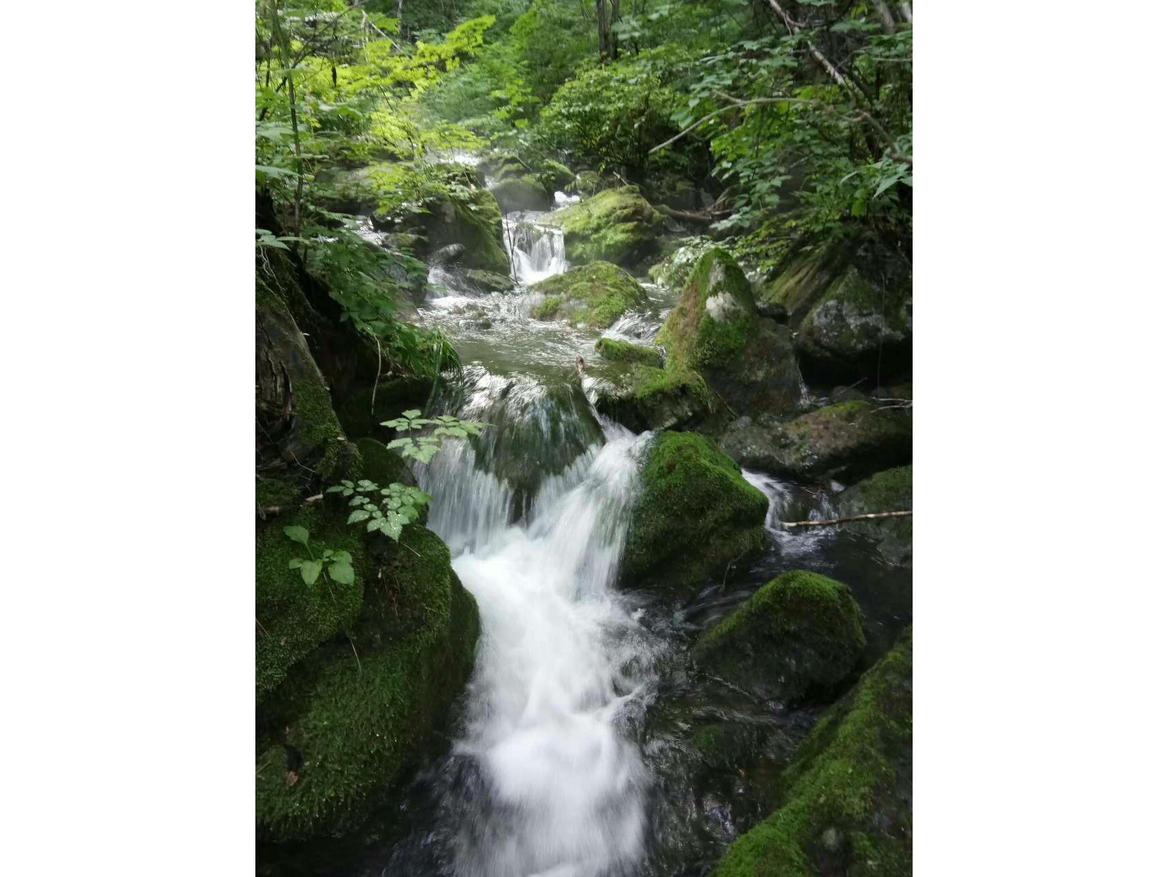 龙凤森林公园美景